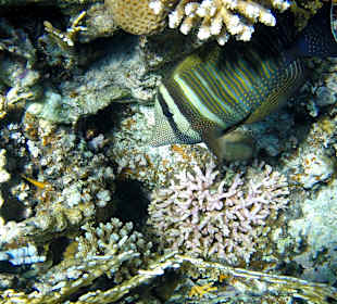 Schnorcheln Makadi Bay