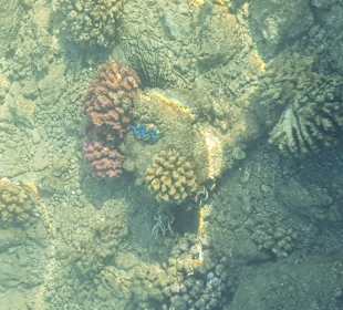 Schnorcheln Makadi Bay