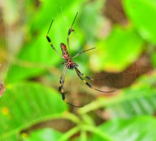 Cahuita National Park