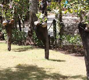 Manati Park