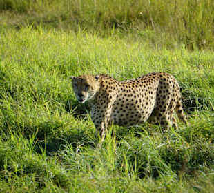 Amboseli