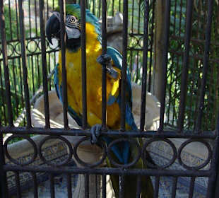 Papagei im Garten vom Restaurant