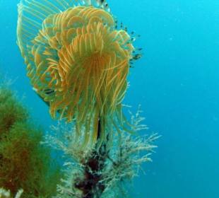 Schöne tunesische Unterwasserwelt