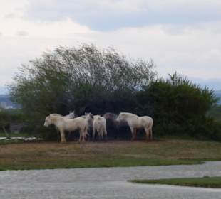 Charmarque-Pferde schützen sich vor dem Wind