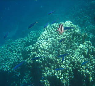 Am Hausriff Dreams Beach Resort & Dreams Vacation Resort