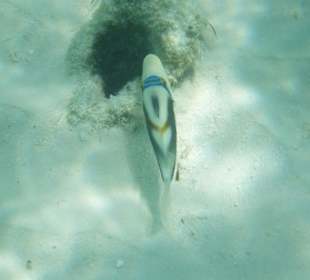 Schnorcheln am Hausriff