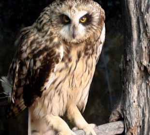Kluane Museum of Natural History