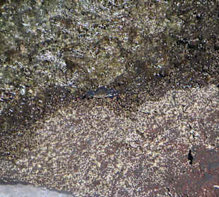 Tierwelt beim Leuchtturm