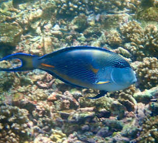 Unterwasserwelt Musandam