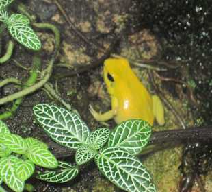 Giftpfeilfrosch
