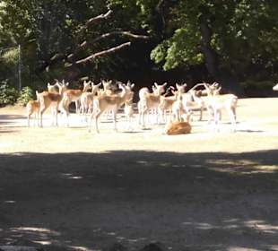 Tierpark Hagenbeck