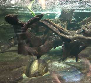 Aquarium