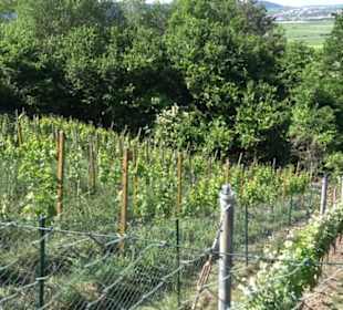 Früchtetrauf - Wurmlinger Kapellenwegle