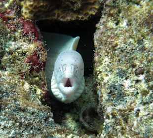 Schnorcheln im Happy Life Resort