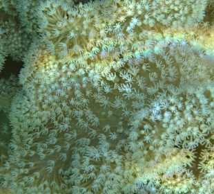 Schnorcheln Sahl Hasheesh