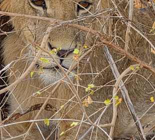Tiere im Nationalpark 