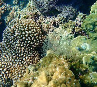 Unterwasserwelt Musandam