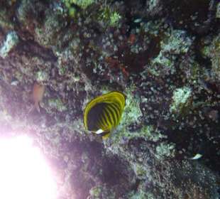 Fisch beim Korallenriff