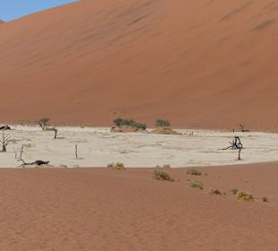 Dead Vlei