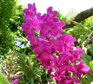 Exotische Blüten und Farben