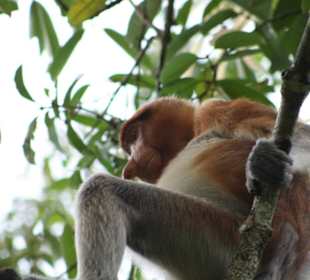 Nasenaffenmädel in voller Pracht