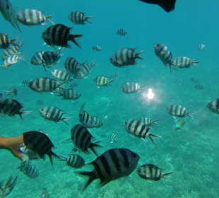 Glasbodenboot Hurghada