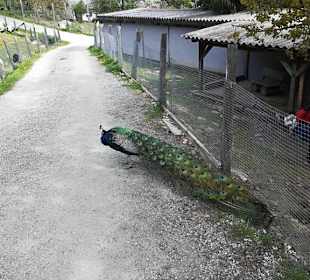 Alpen Wildpark Feld am See