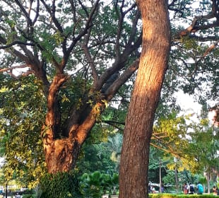 Forodhani Park