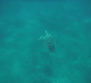  Eine von 4 Schildkröten inMarsa Egla