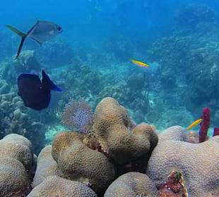 Isla Catalina DiveSpot The Wall