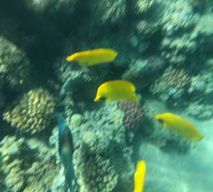 Schnorcheln Makadi Bay