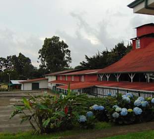 Doka Estate Kaffeeplantage