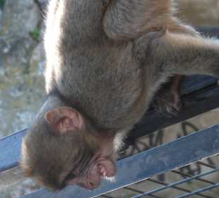 Macachi a Gibilterra