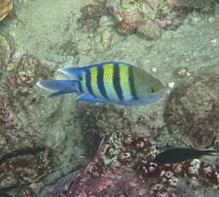 Unterwasserwelt Musandam