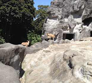 Die Gemsen in ihren Revier