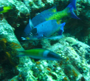 Wrackbewohner / Grenada