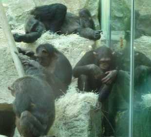 Bonobos