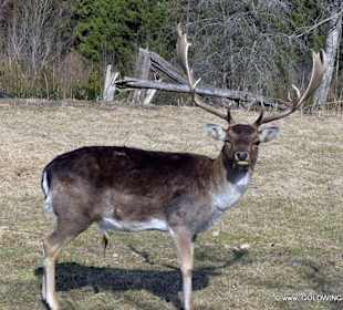 Wildgehege im Schlosspark