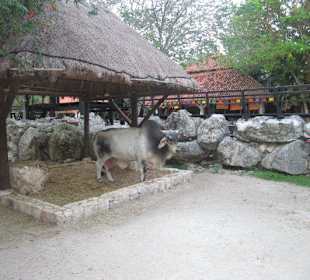 Xcaret