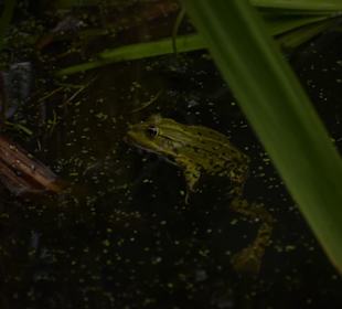 Naturwildpark Granat 