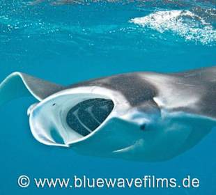 Manta vor Hausriff Embudu