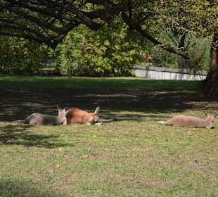 Zoo