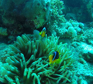 Anemonenfische am Hausriff