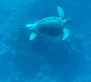 Schnorcheln Marsa Alam