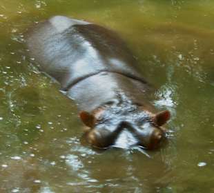 Hallerpark in der Nähe des Travellers Club Hotel