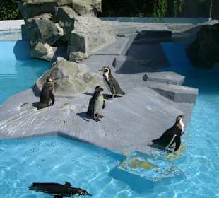 Pinguine 