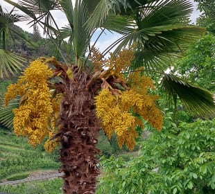 Wandern Algund Vellau