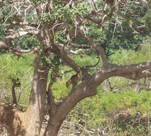 Leopard im Tsavo Ost