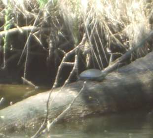 Sumpfschildkröte beim Sonnenbadeb