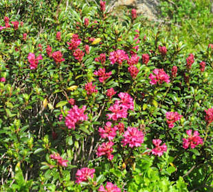 Alpenrosen